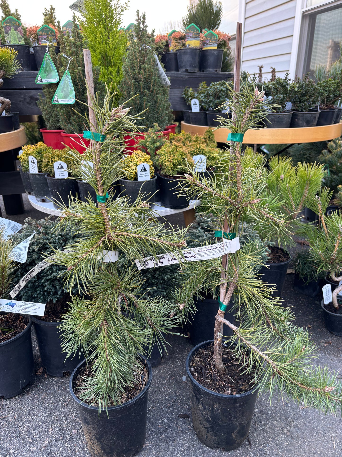 Pinus Sylvestris ‘Mitsch’s Weeping’