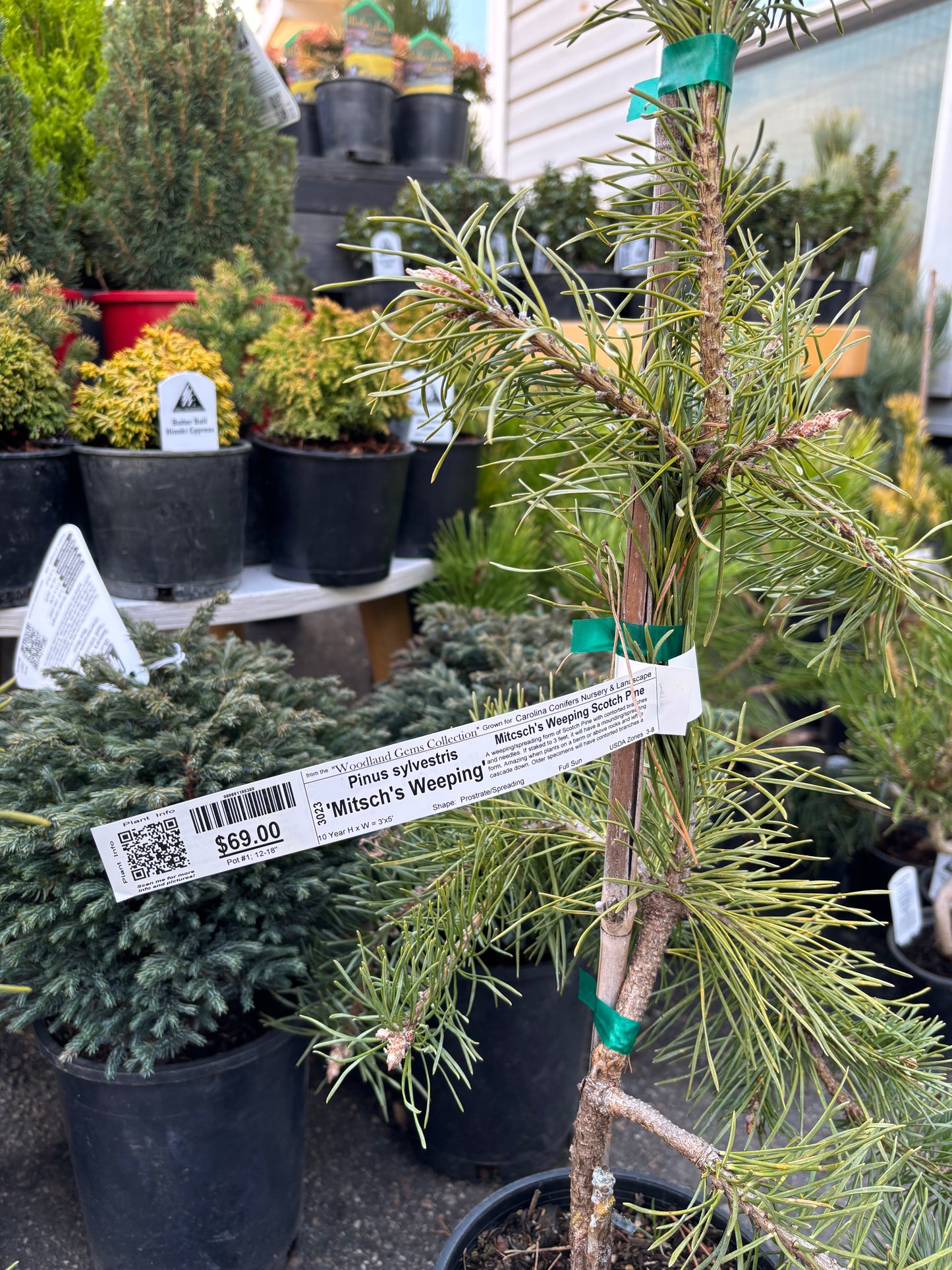 Pinus Sylvestris ‘Mitsch’s Weeping’
