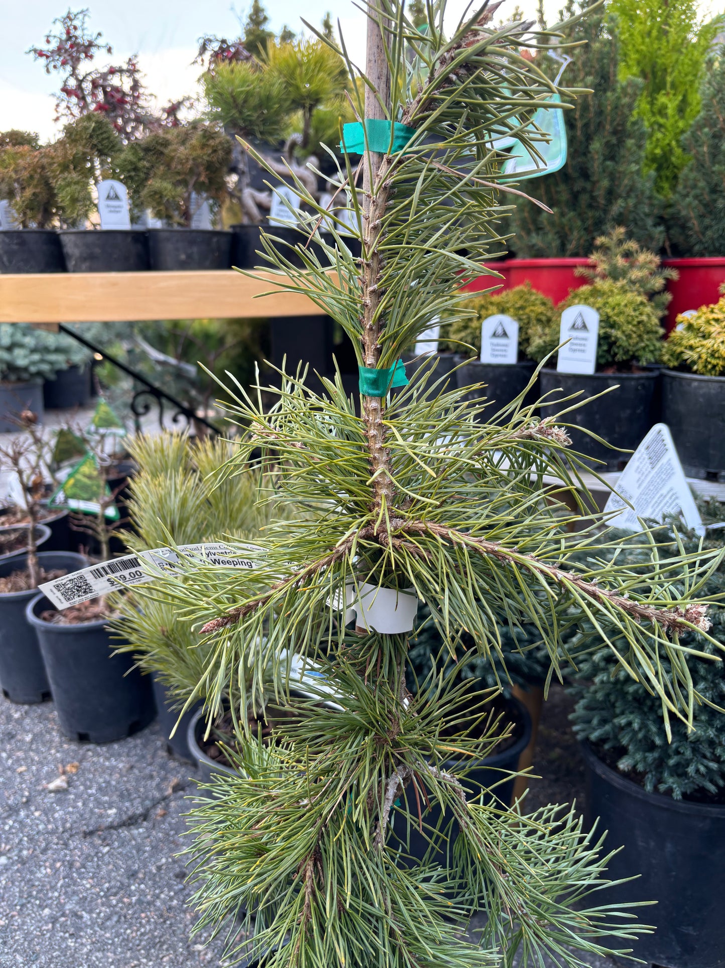 Pinus Sylvestris ‘Mitsch’s Weeping’