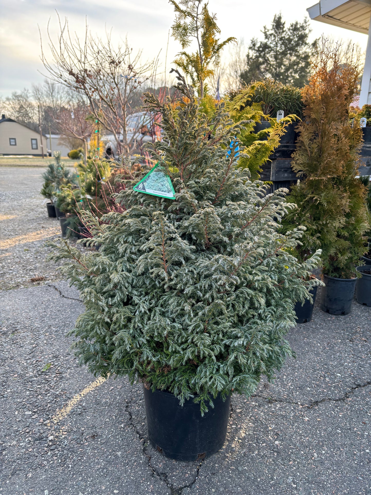Chamaecyparis pisifera ‘Boulevard’