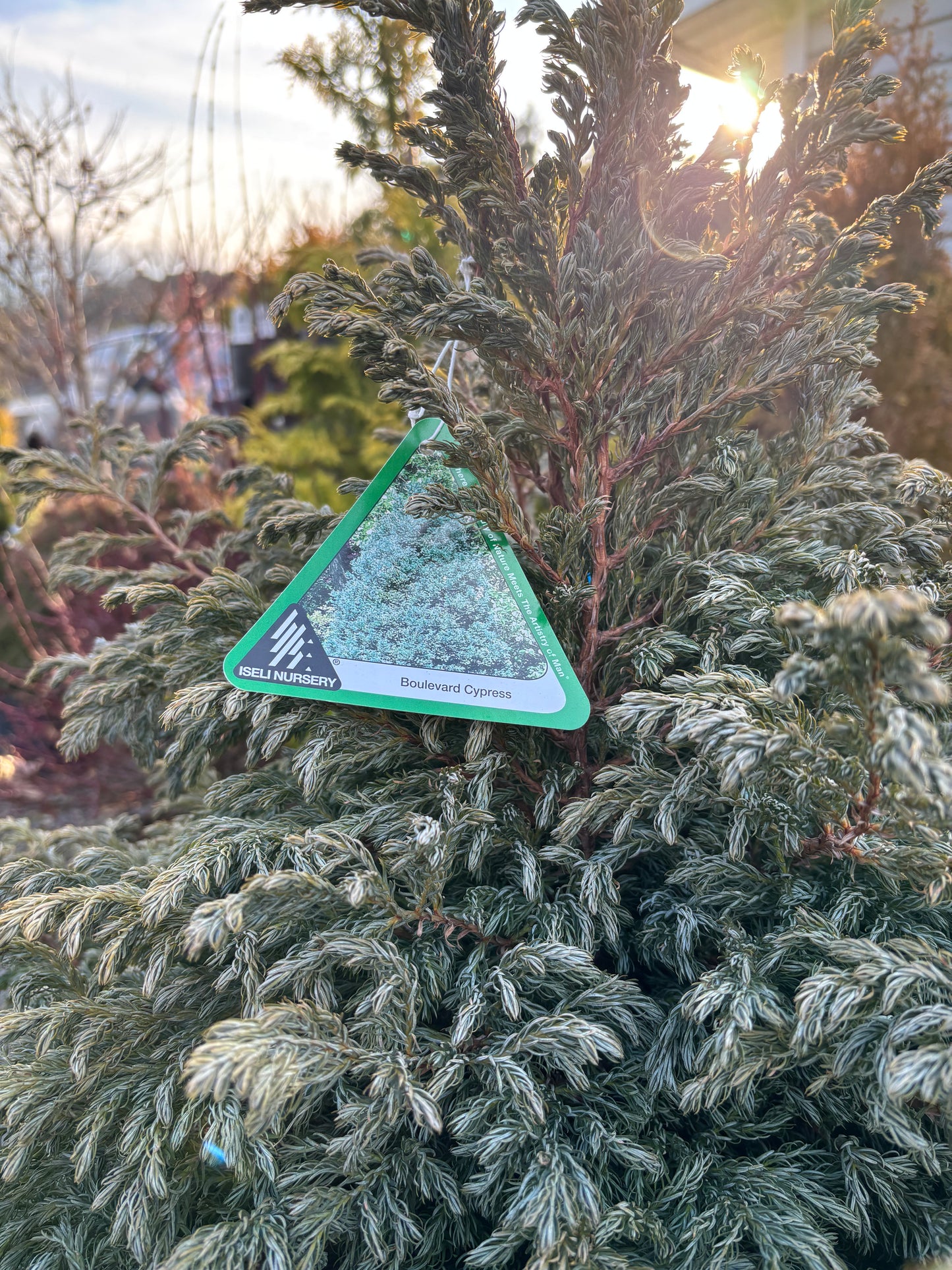 Chamaecyparis pisifera ‘Boulevard’
