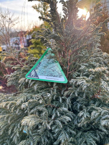 Chamaecyparis pisifera ‘Boulevard’