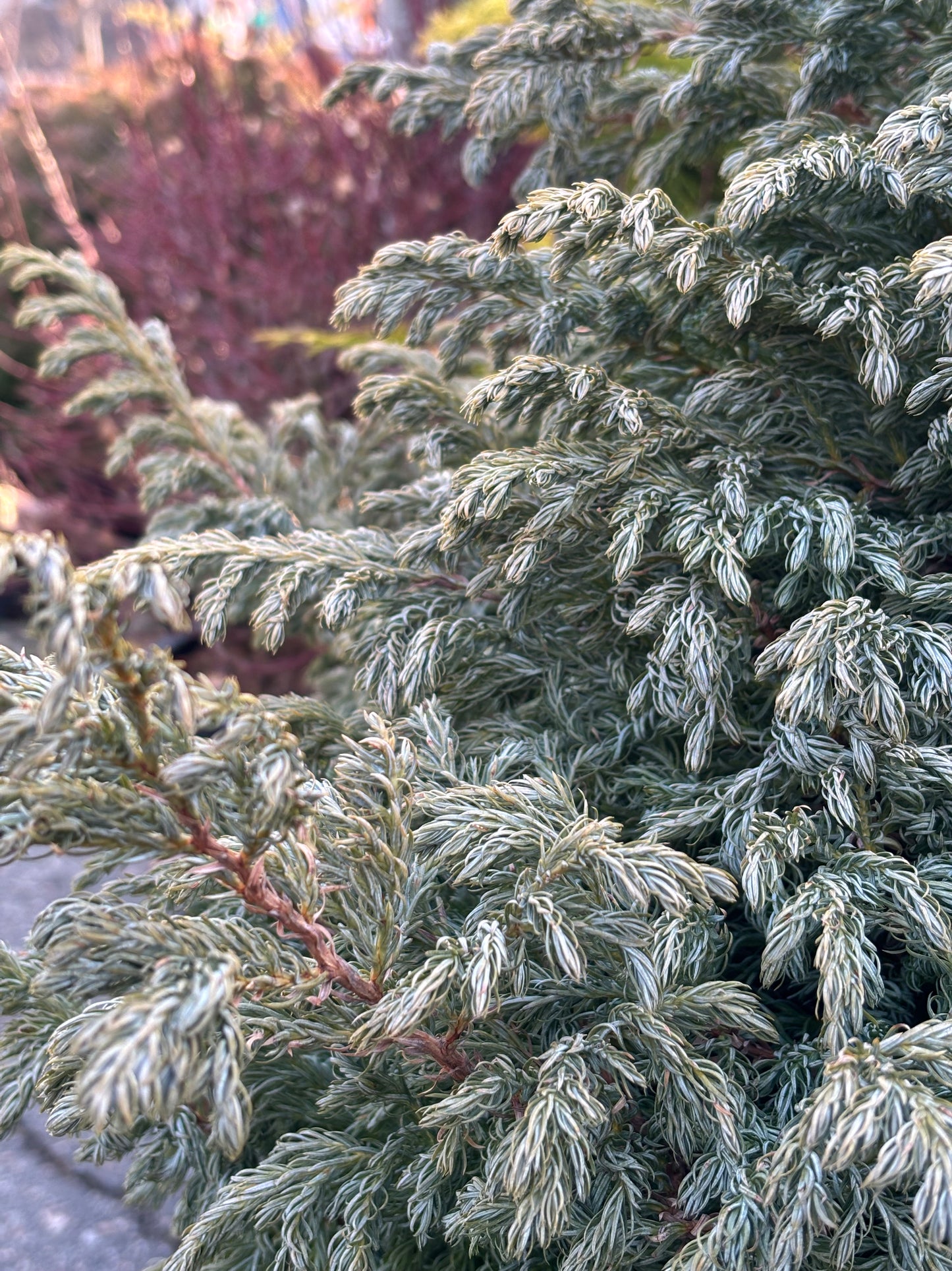Chamaecyparis pisifera ‘Boulevard’