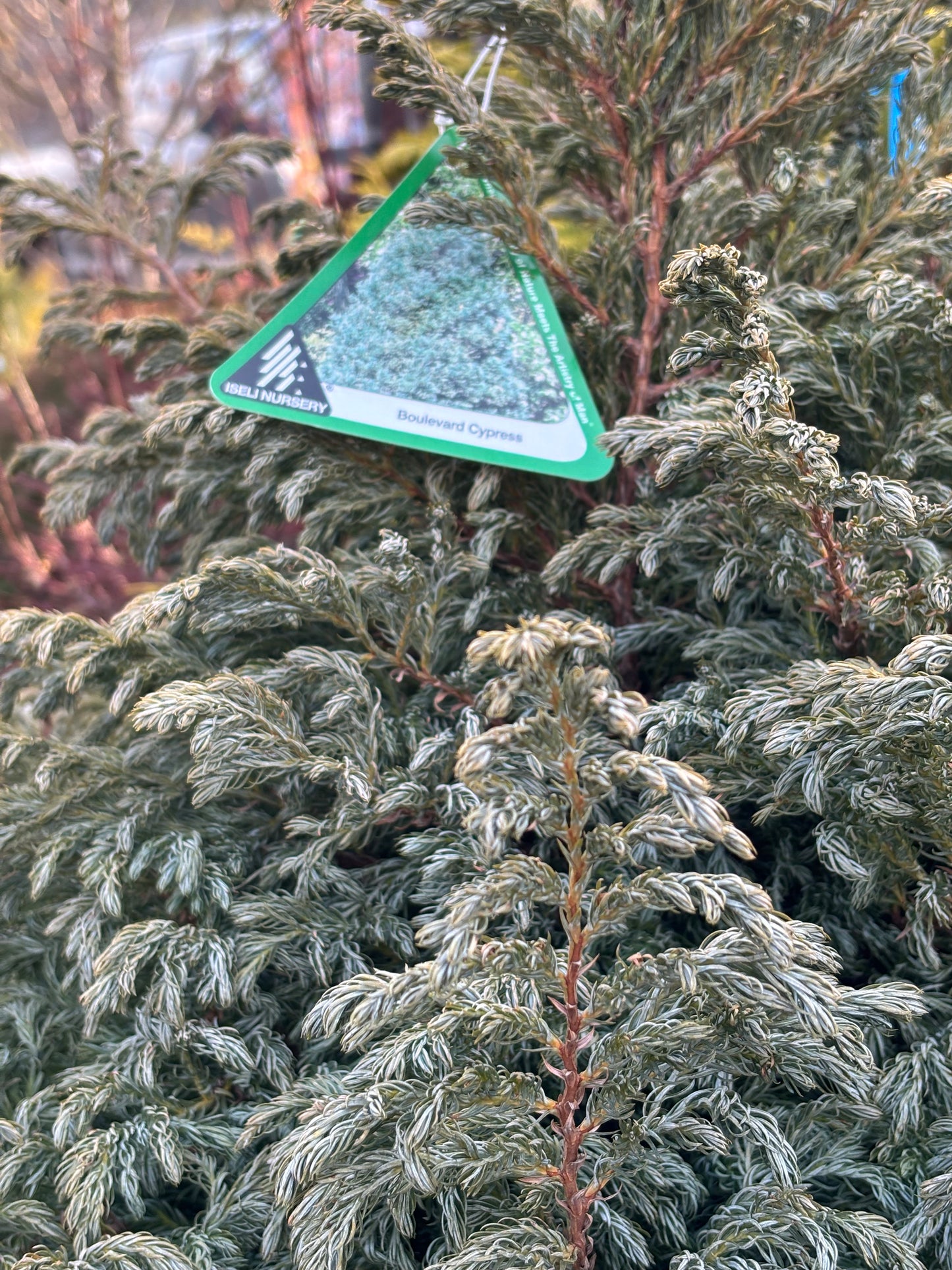 Chamaecyparis pisifera ‘Boulevard’