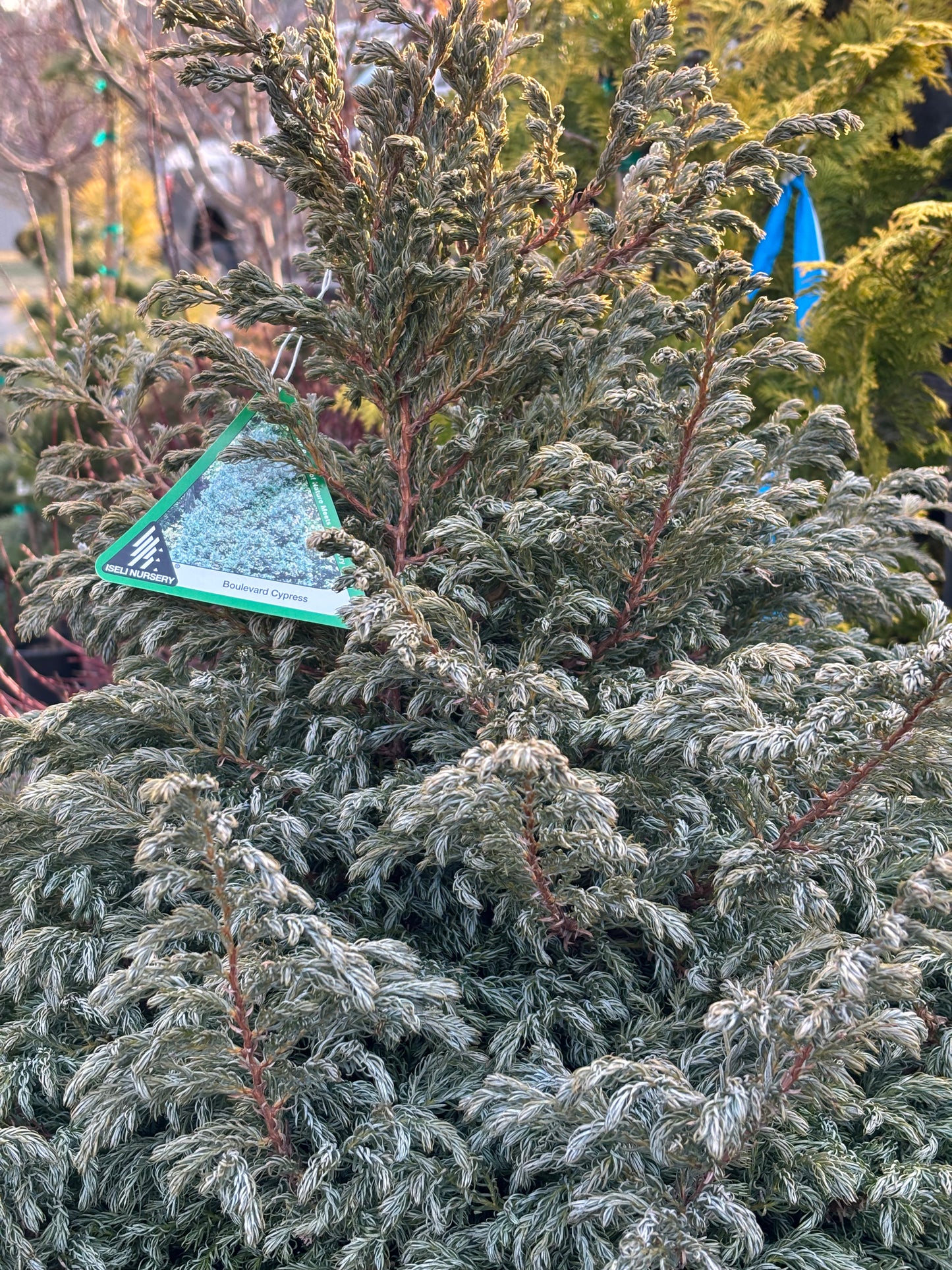 Chamaecyparis pisifera ‘Boulevard’