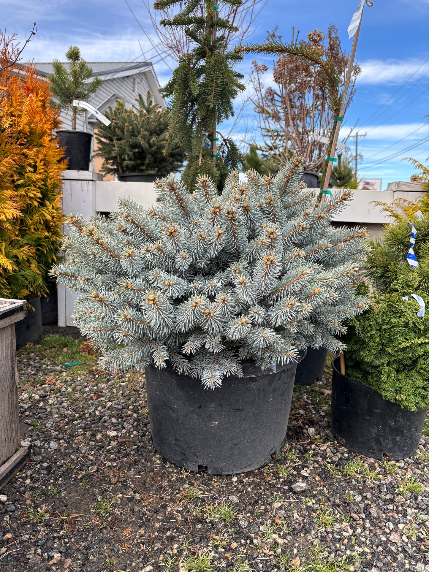 Picea pungens ‘Moonstone’ Dwarf Colorado Blue Spruce