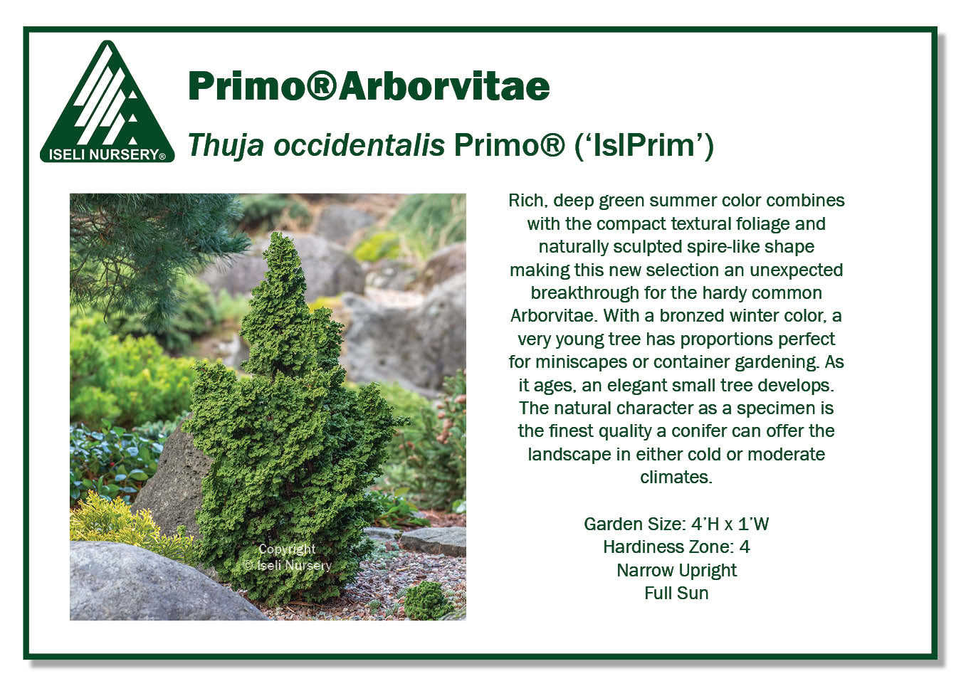 Thuja occidentalis 'Primo' – Carolina Conifers Nursery & Landscape