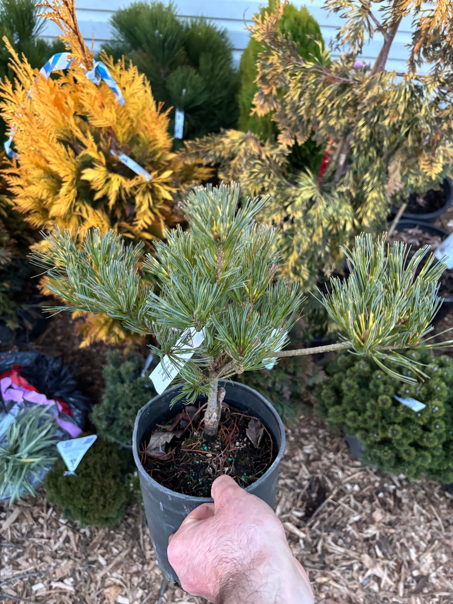 Pinus parviflora ‘Ogon Janome’