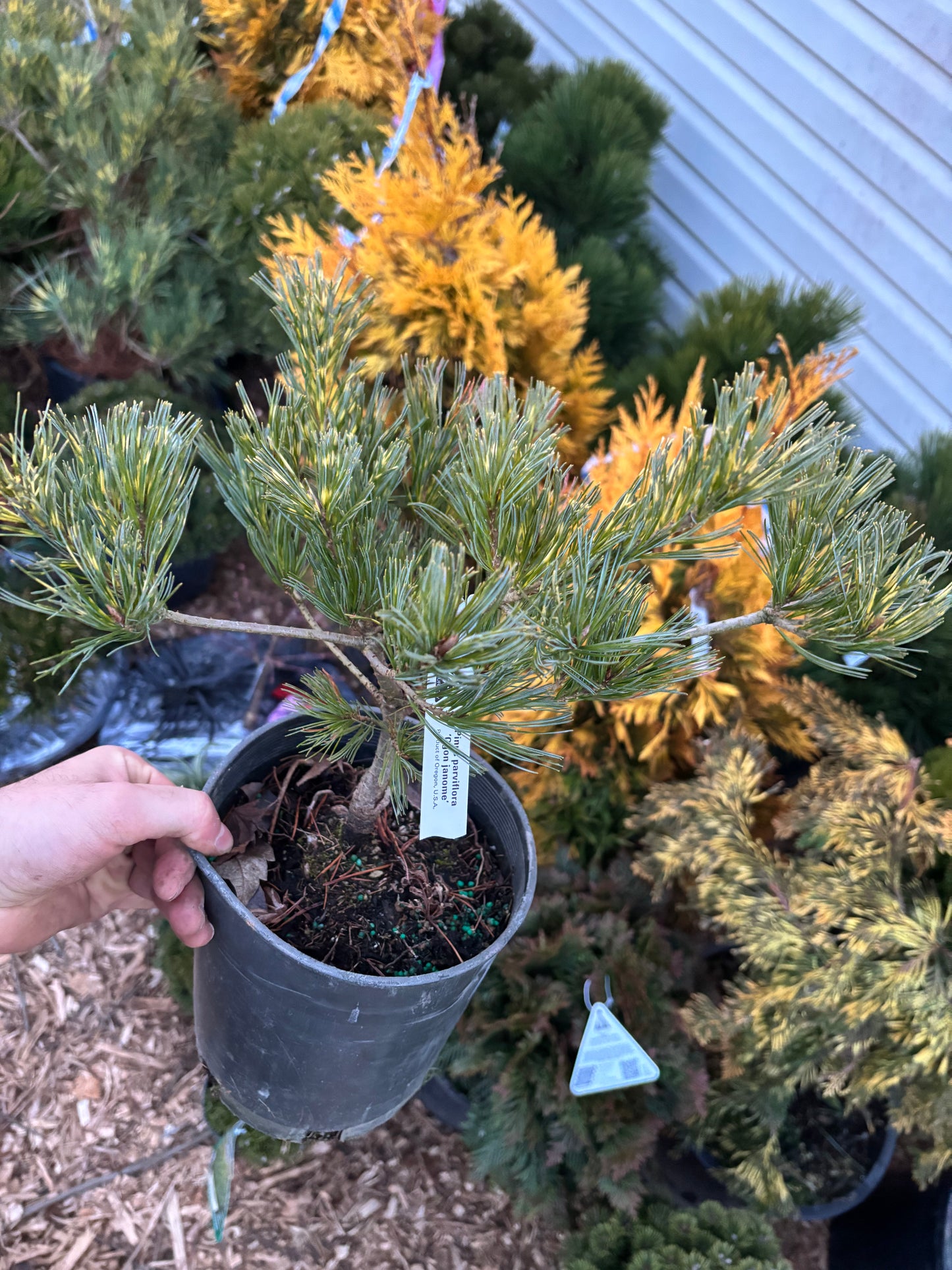Pinus parviflora ‘Ogon Janome’