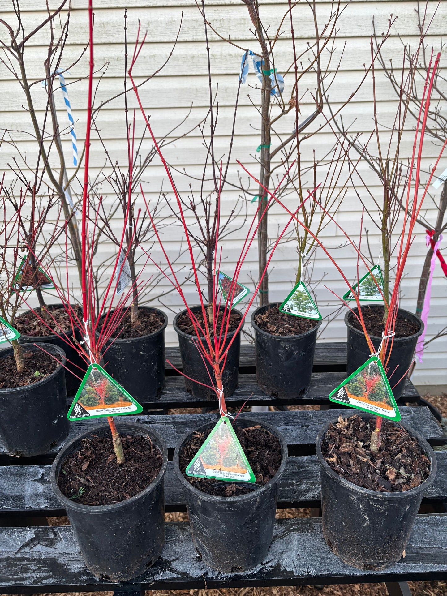 Acer palmatum 'Sango kaku'