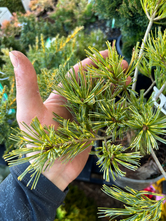 Pinus parviflora ‘Ogon Janome’