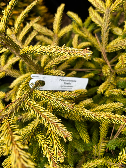 Picea orientalis ‘Firefly’