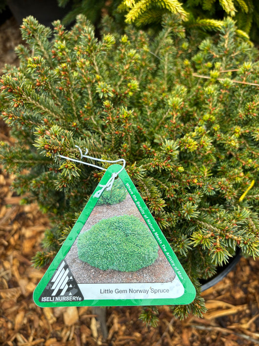 Picea abies ‘Little Gem’