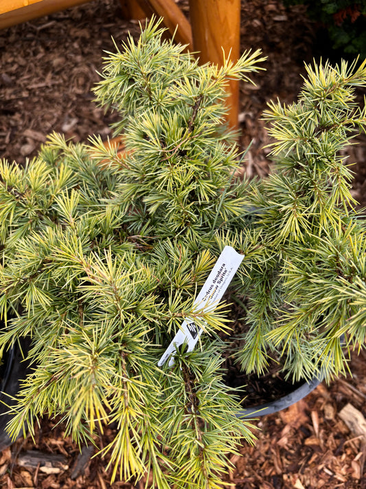 Cedrus deodora 'Snow Sprite'