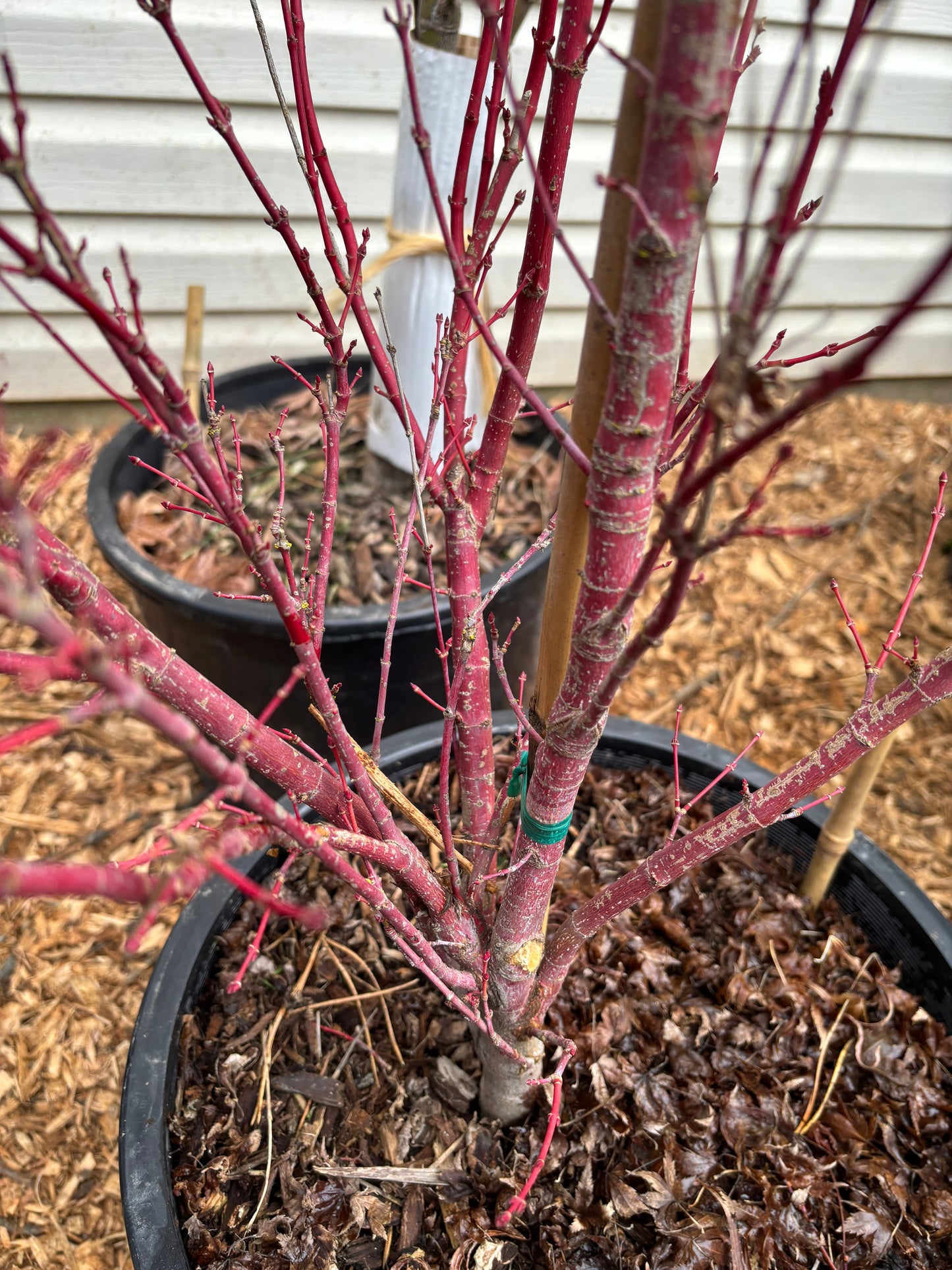 Acer palmatum 'Little Sango'