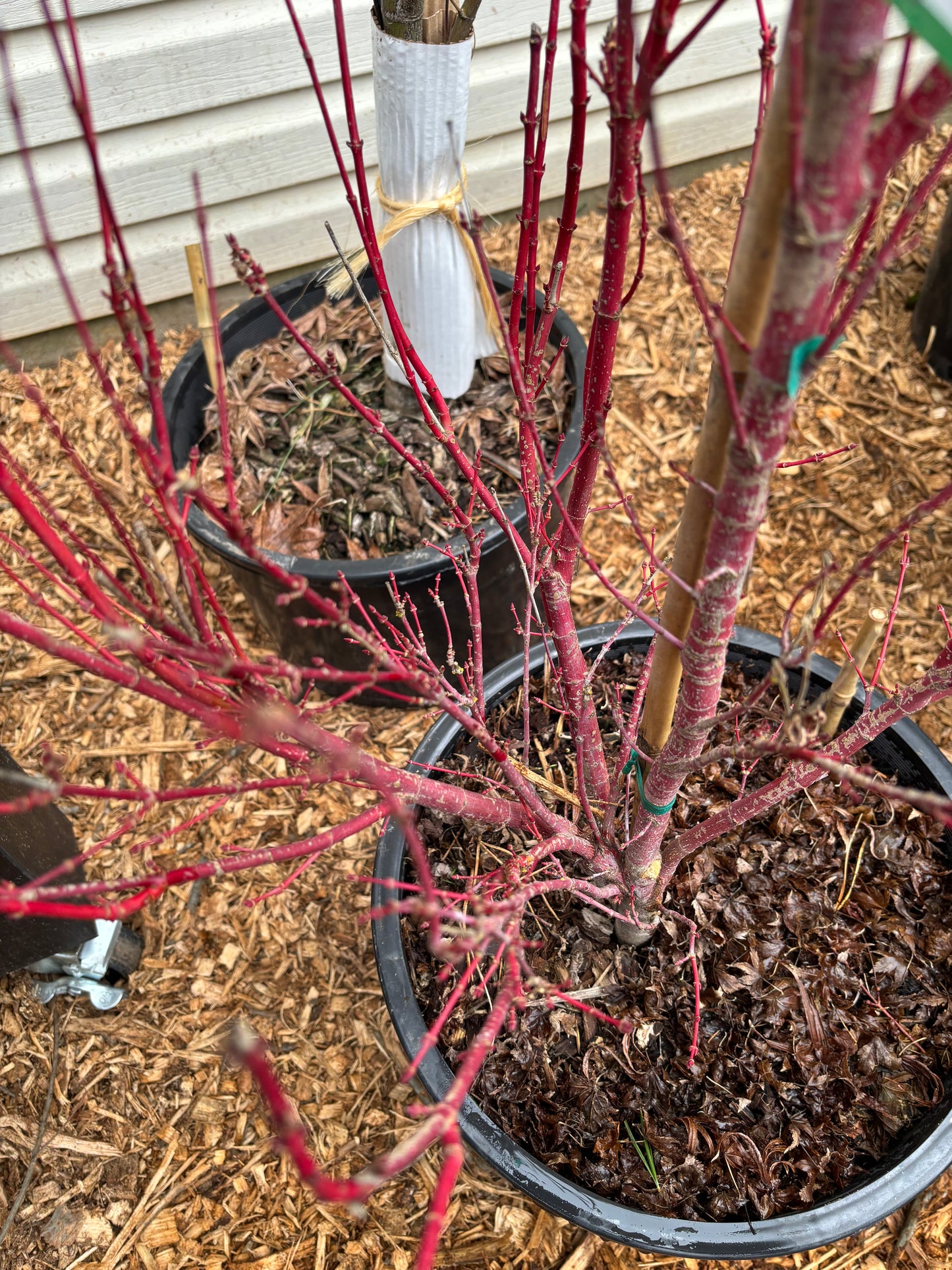 Acer palmatum 'Little Sango'