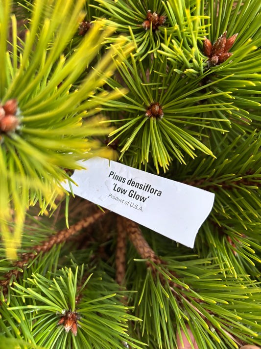 Pinus densiflora ‘Low Glow’