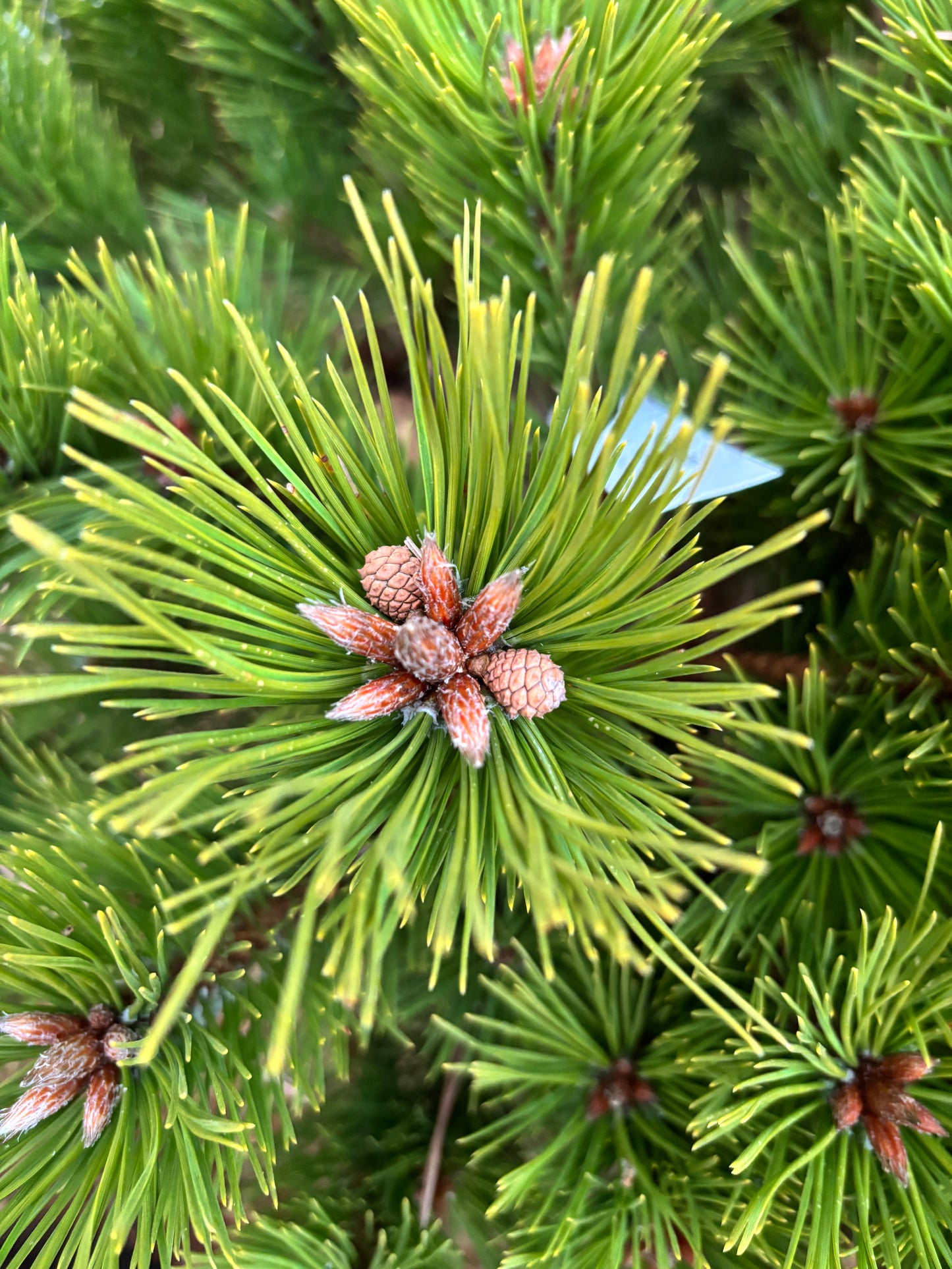 Pinus densiflora ‘Low Glow’