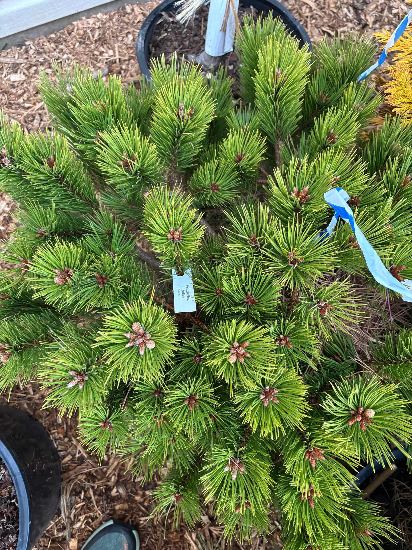Pinus densiflora ‘Low Glow’