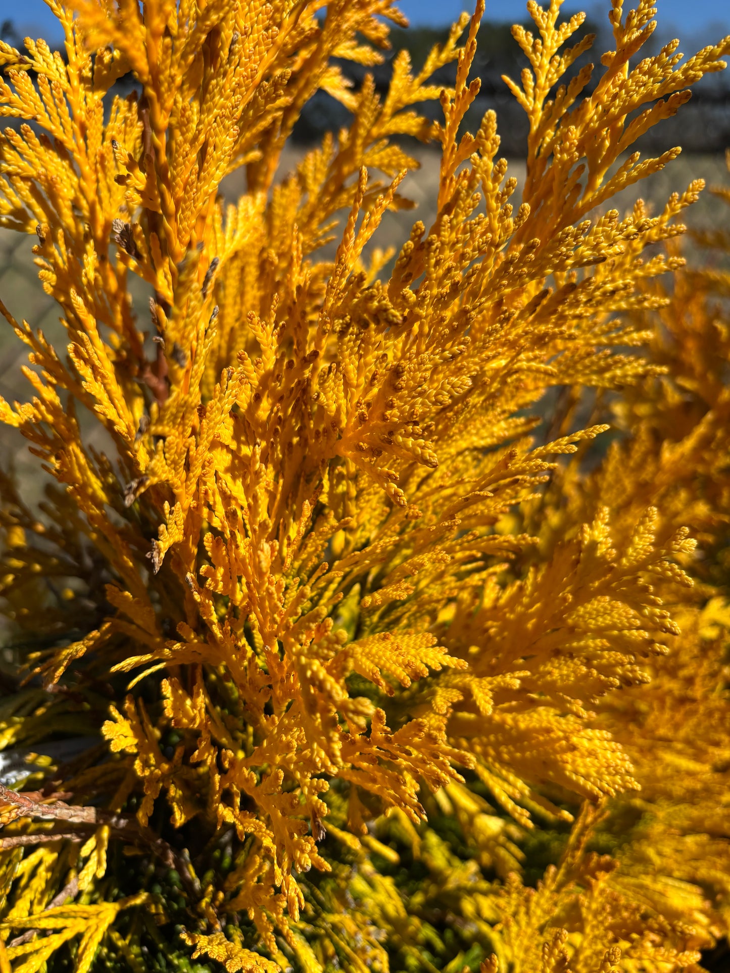 Thuja plicata 'Forever Goldy®' Golden Yellow Arborvitae