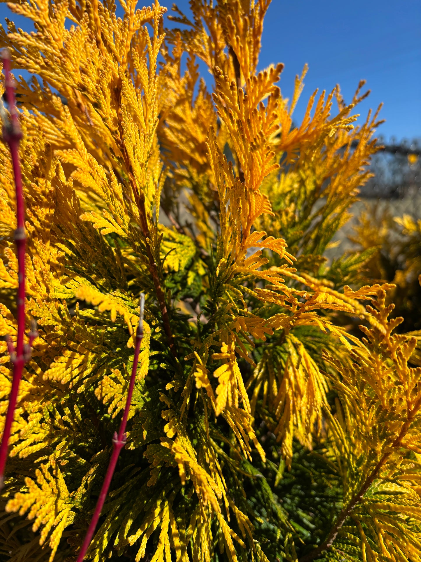 Thuja plicata 'Forever Goldy®' Golden Yellow Arborvitae