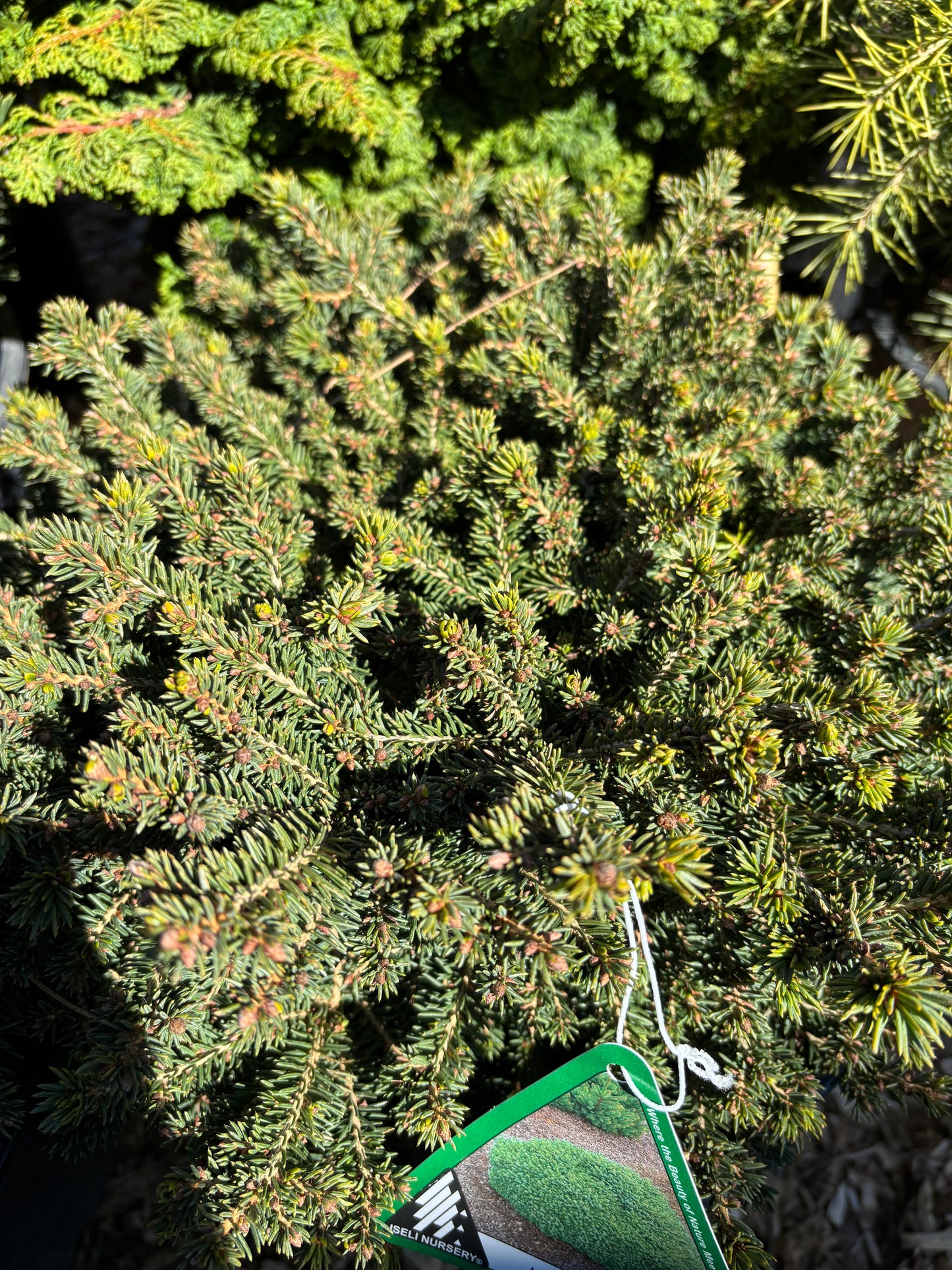 Picea abies ‘Little Gem’