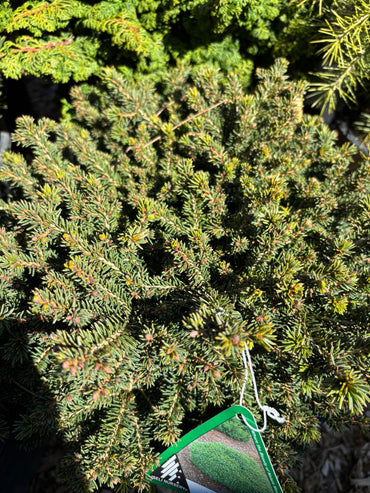 Picea abies ‘Little Gem’
