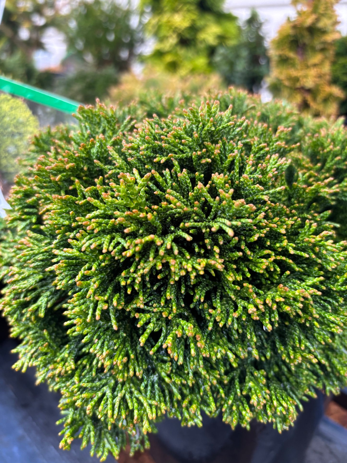 Chamaecyparis obtusa ‘Just Dandy’