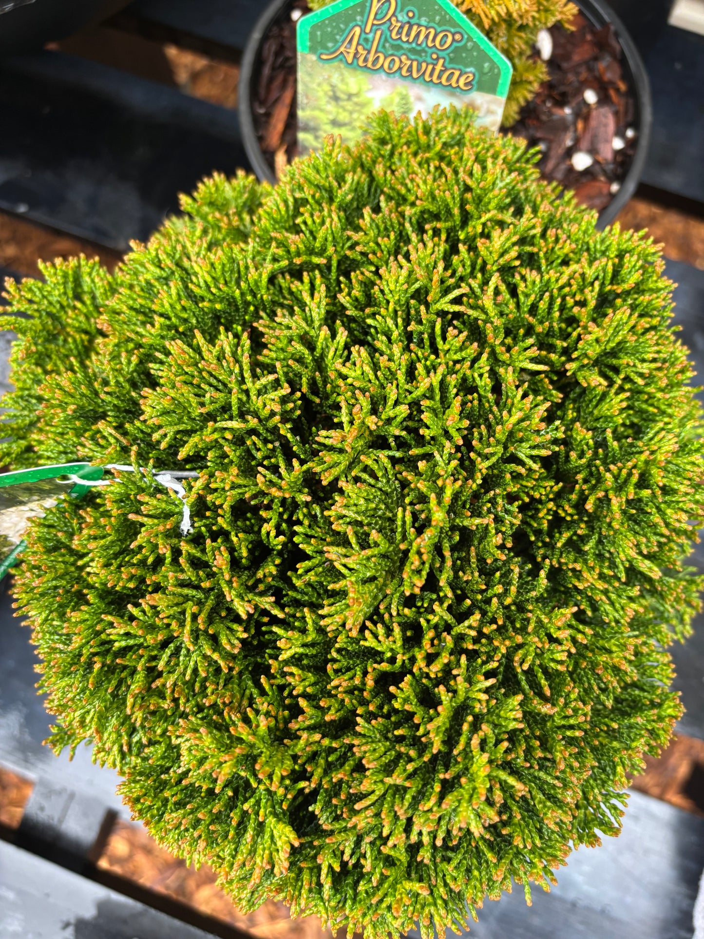 Chamaecyparis obtusa ‘Just Dandy’