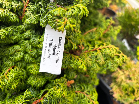 Chamaecyparis obtusa ‘Little John’