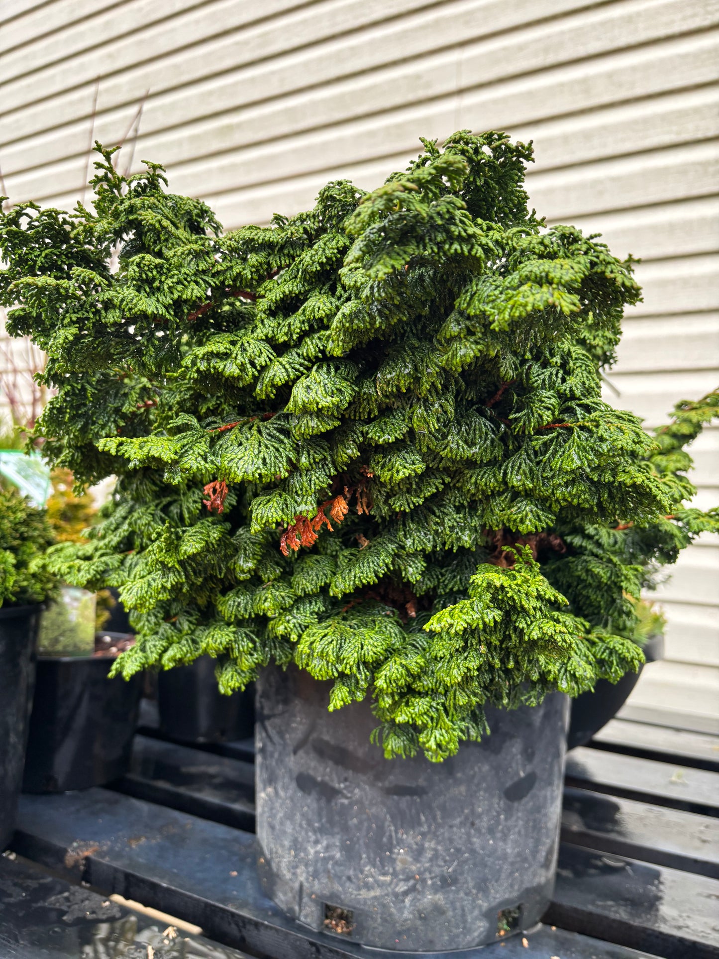 Chamaecyparis obtusa ‘Little John’