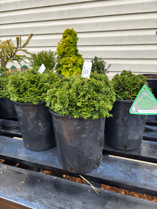 Chamaecyparis obtusa ‘Nana’