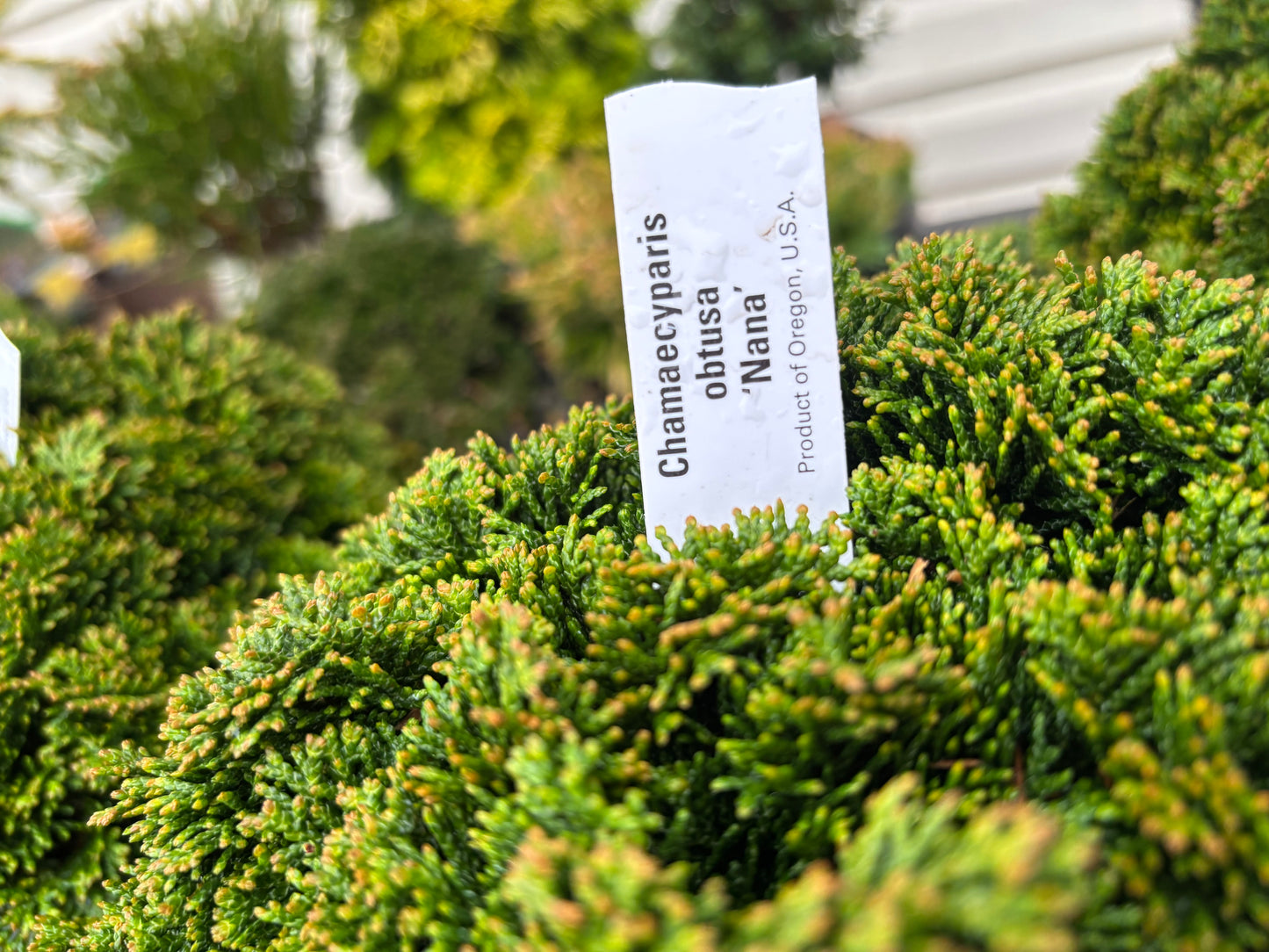 Chamaecyparis obtusa ‘Nana’