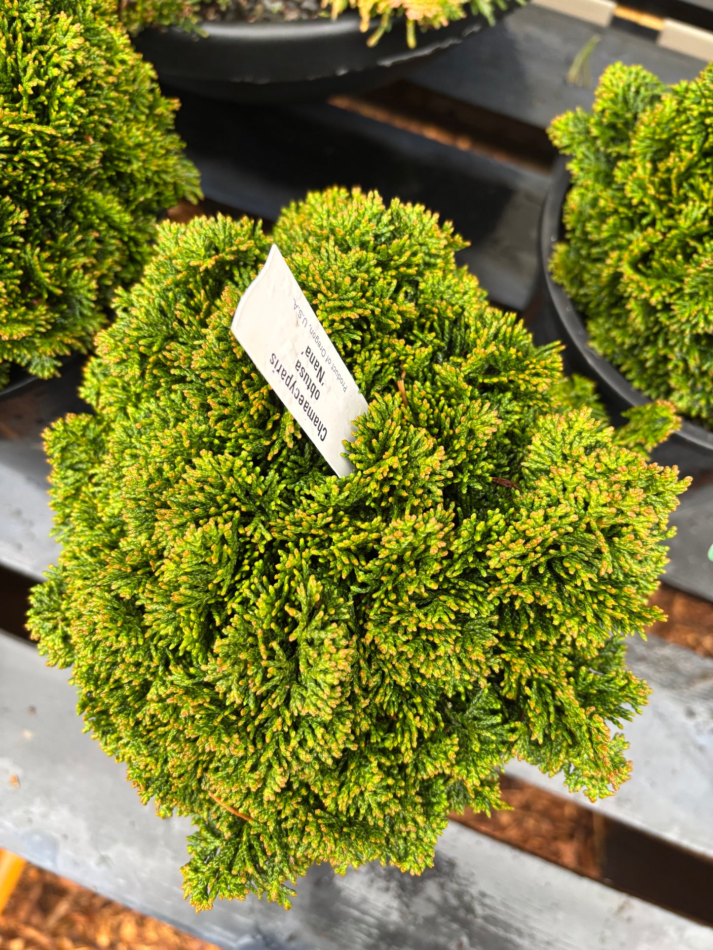 Chamaecyparis obtusa ‘Nana’