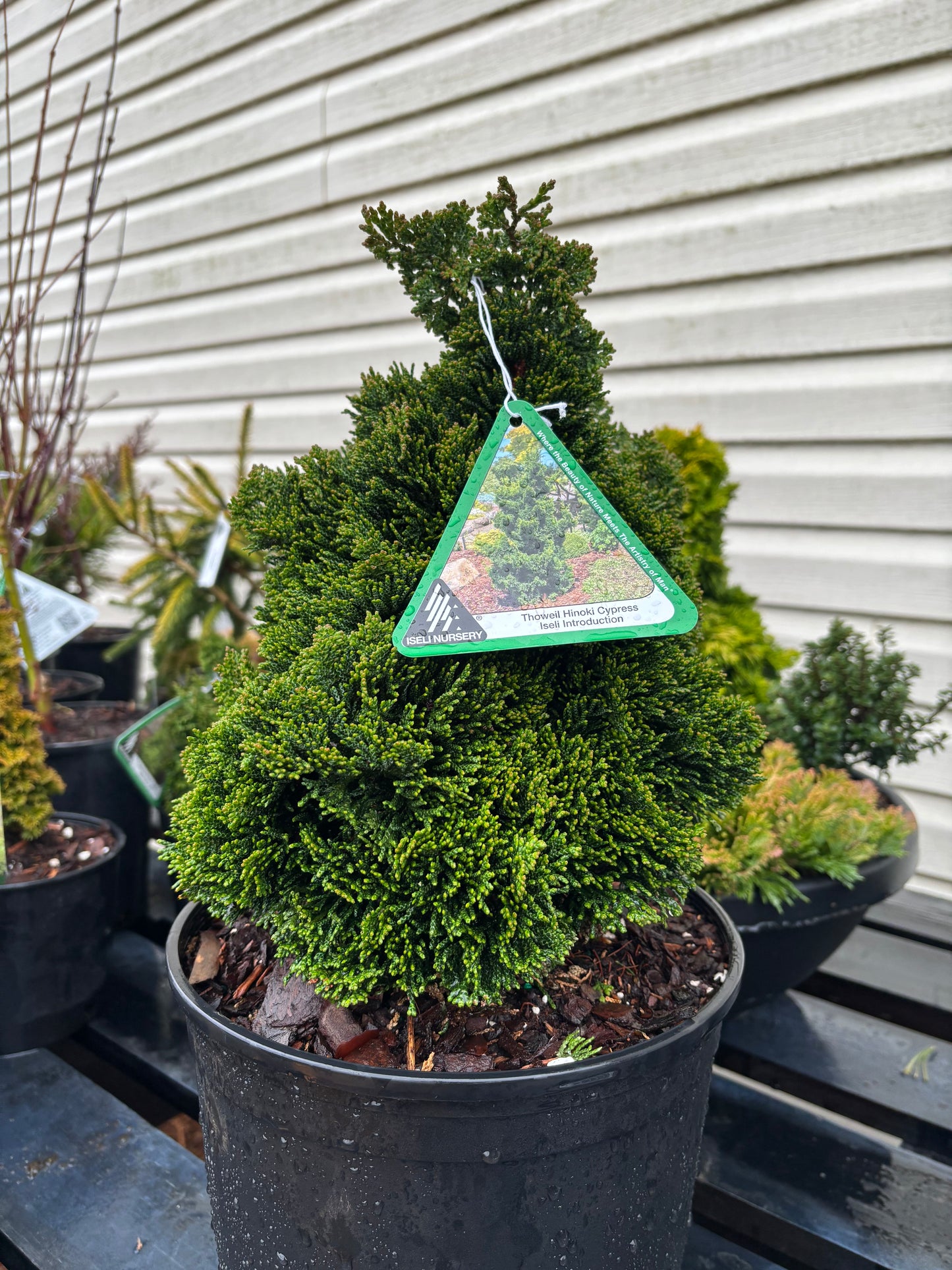 Chamaecyparis obtusa ‘Thoweil’
