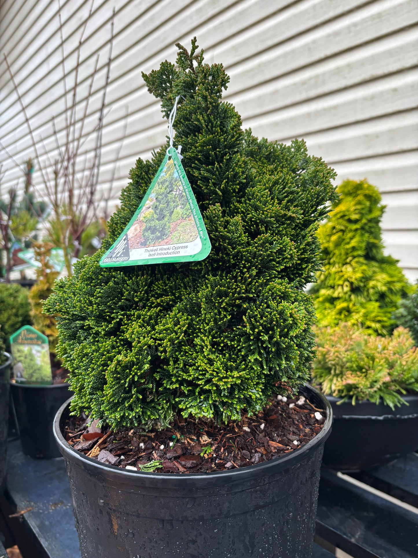 Chamaecyparis obtusa ‘Thoweil’