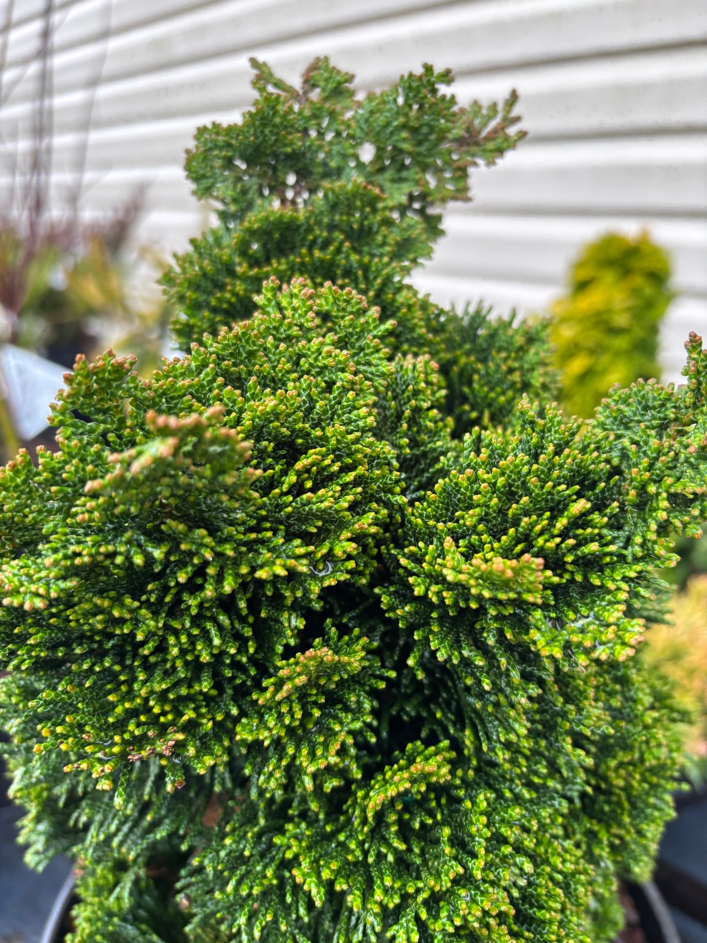 Chamaecyparis obtusa ‘Thoweil’