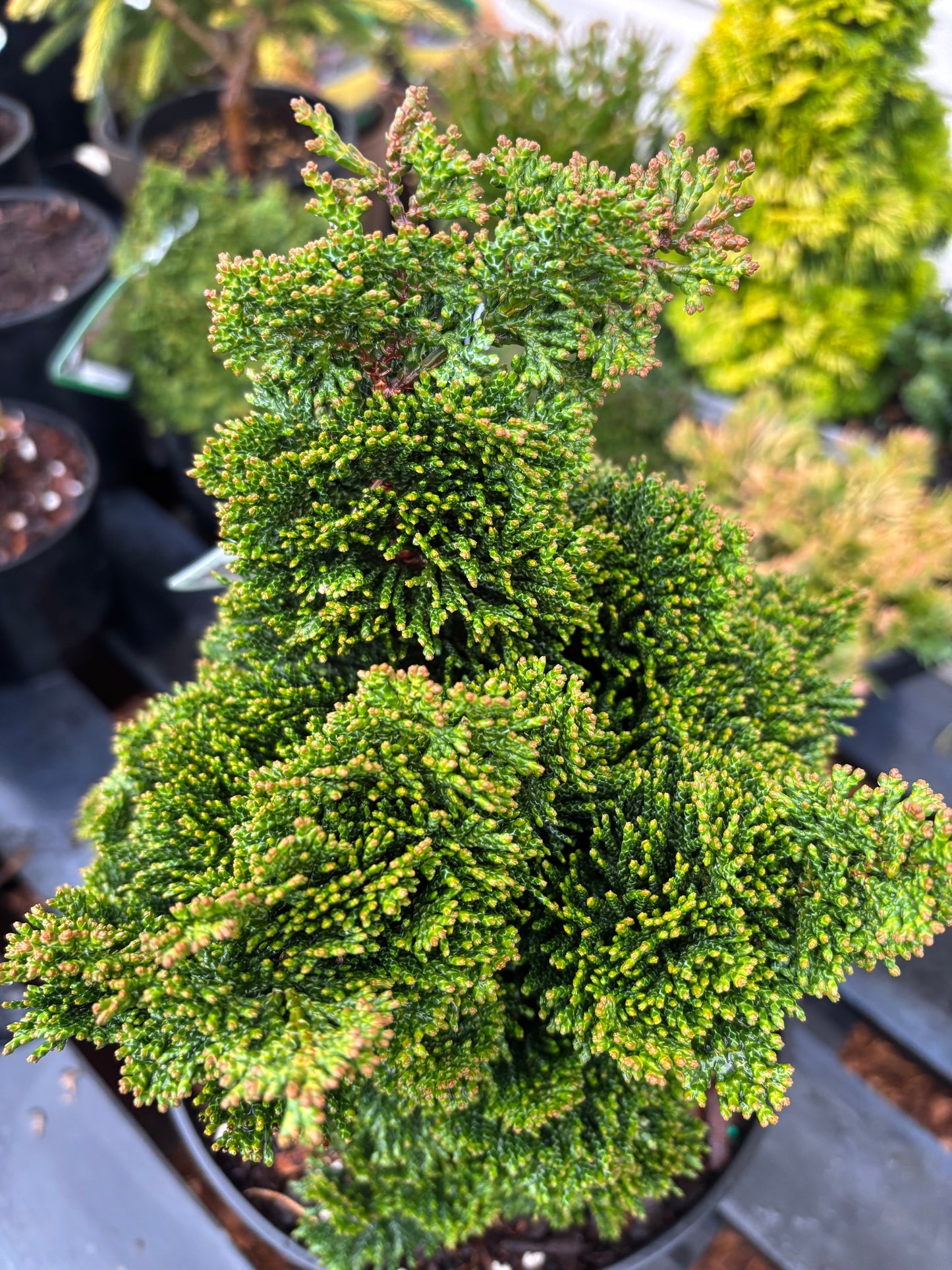 Chamaecyparis obtusa ‘Thoweil’