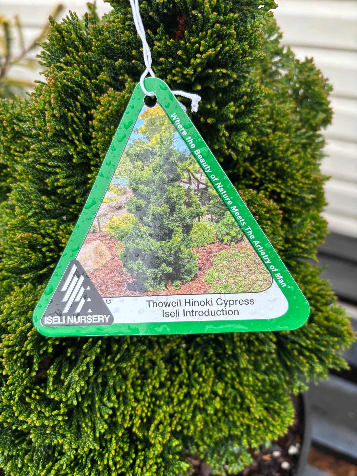 Chamaecyparis obtusa ‘Thoweil’