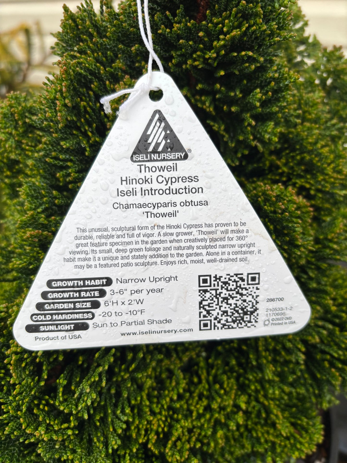 Chamaecyparis obtusa ‘Thoweil’