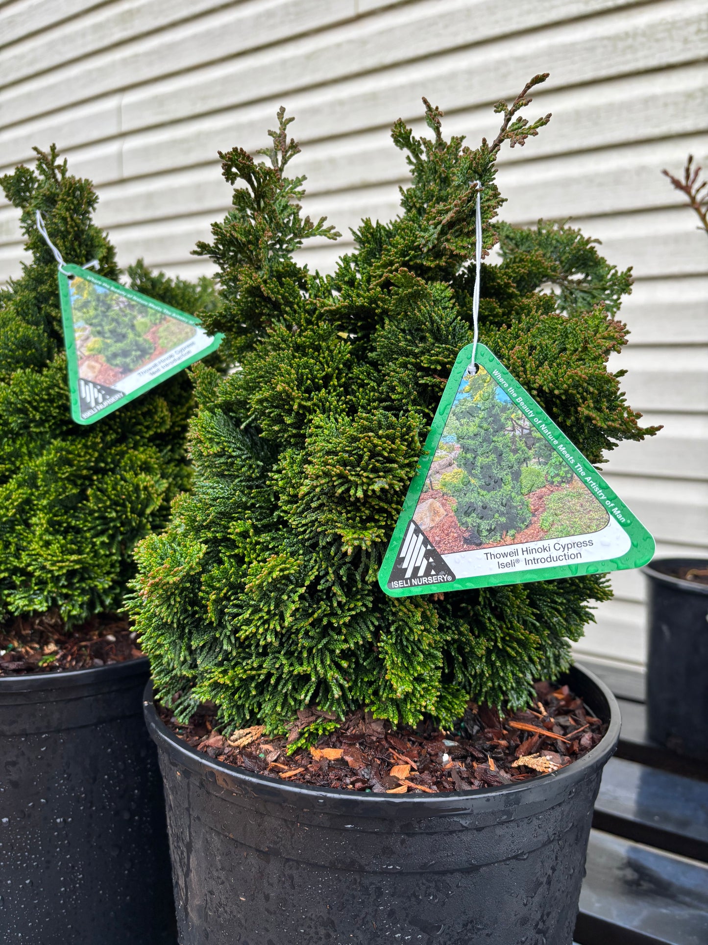 Chamaecyparis obtusa ‘Thoweil’