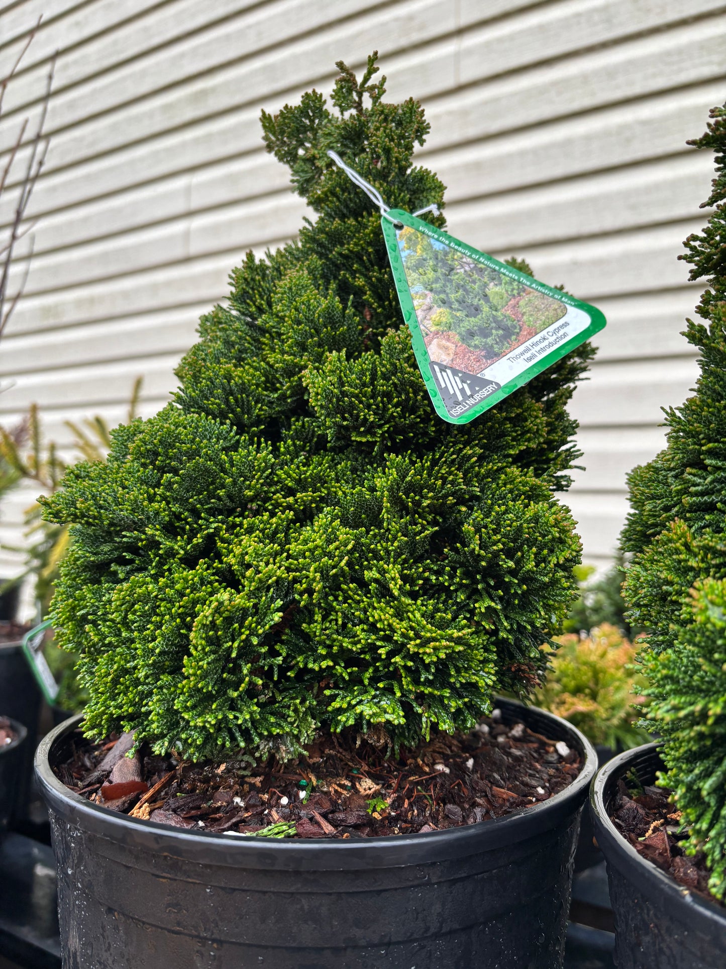 Chamaecyparis obtusa ‘Thoweil’