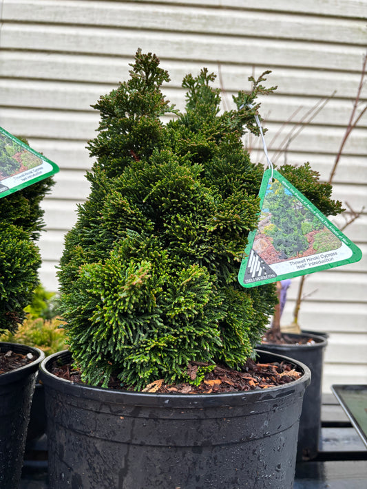 Chamaecyparis obtusa ‘Thoweil’