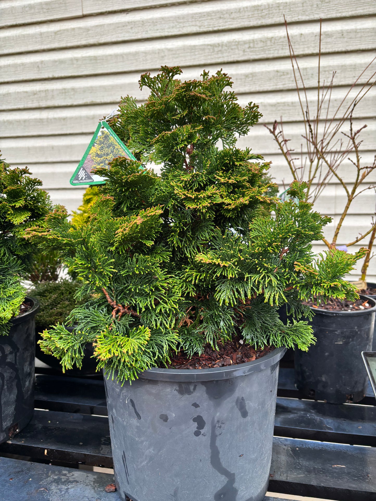 Chamaecyparis obtusa ‘Verdoni’