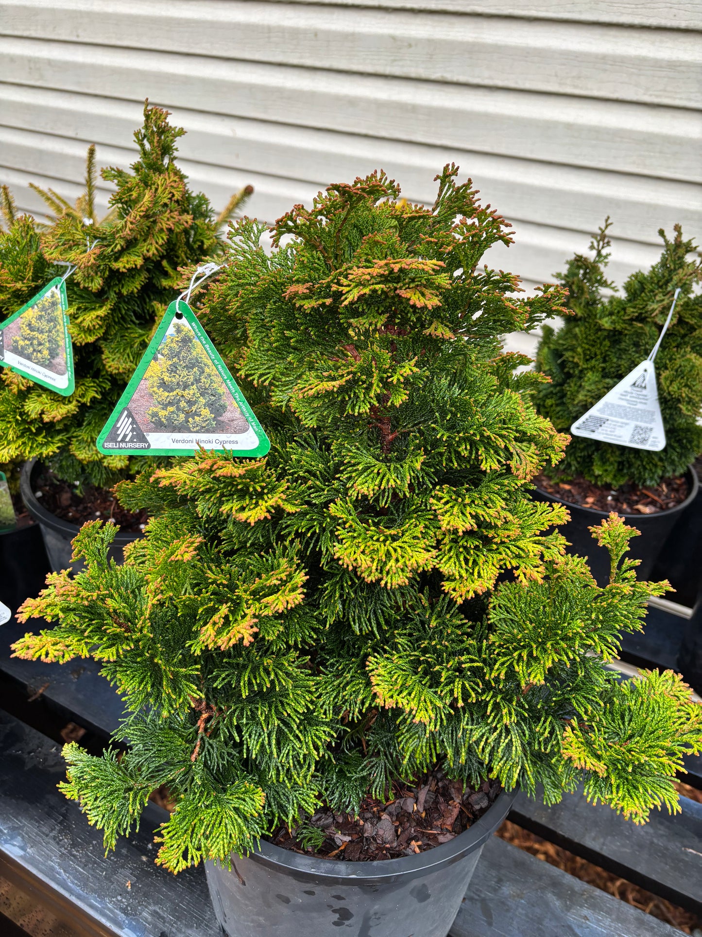 Chamaecyparis obtusa ‘Verdoni’