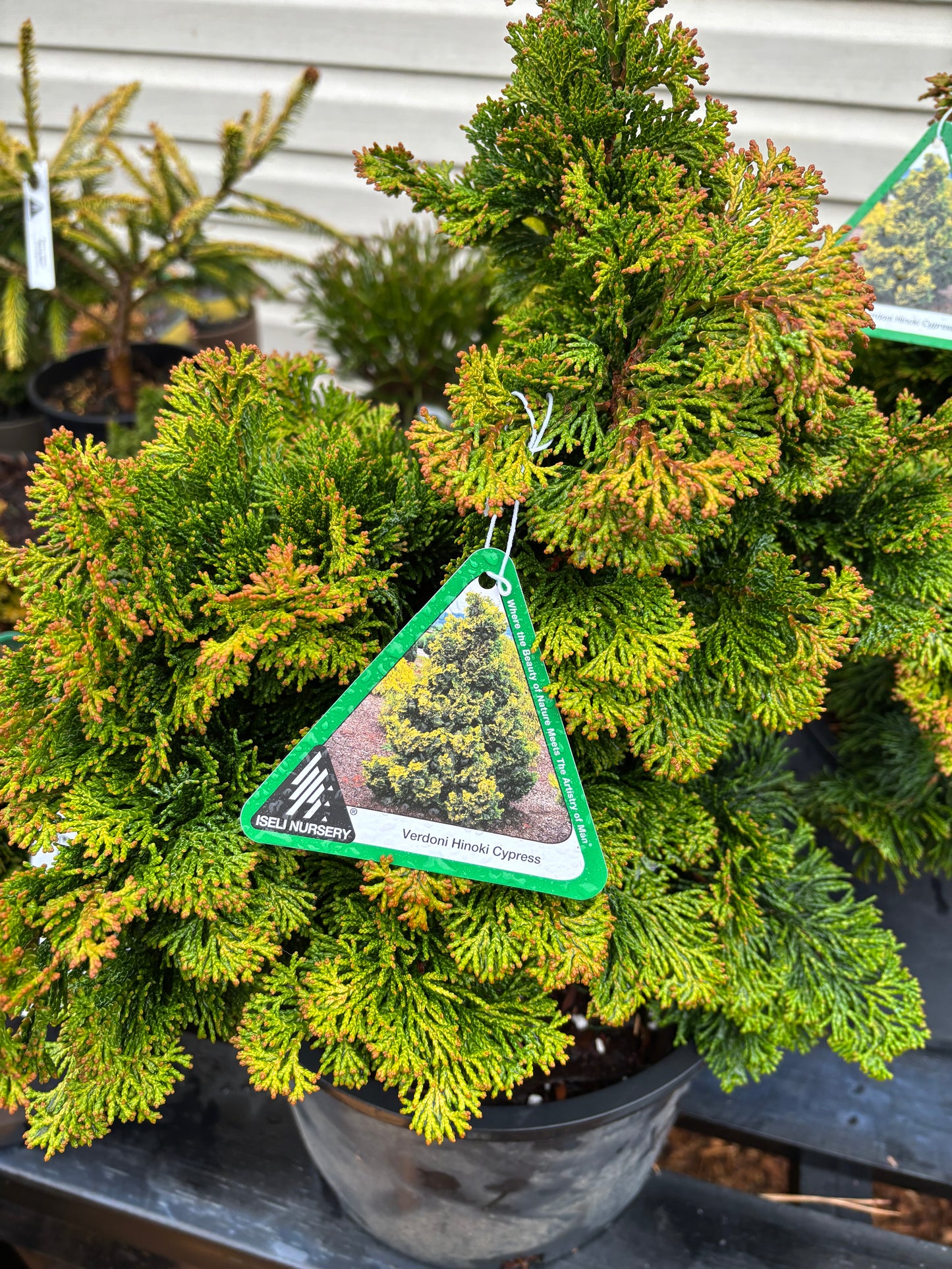 Chamaecyparis obtusa ‘Verdoni’
