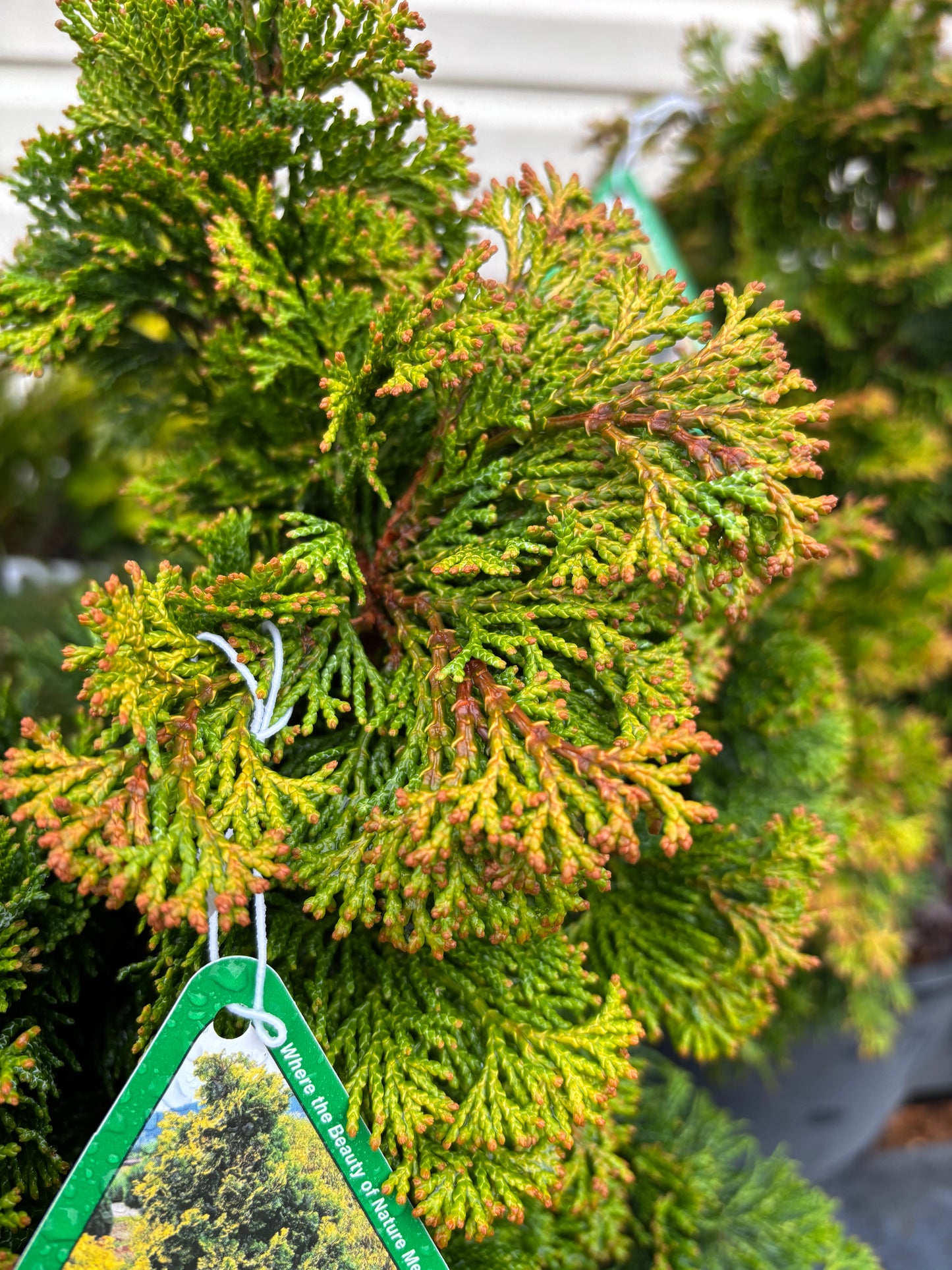 Chamaecyparis obtusa ‘Verdoni’