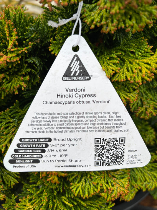 Chamaecyparis obtusa ‘Verdoni’