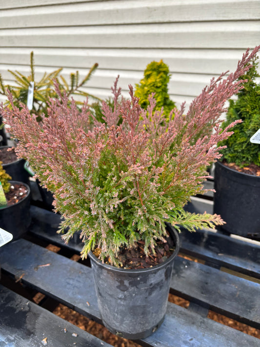 Juniperus horizontalis Limeglow™