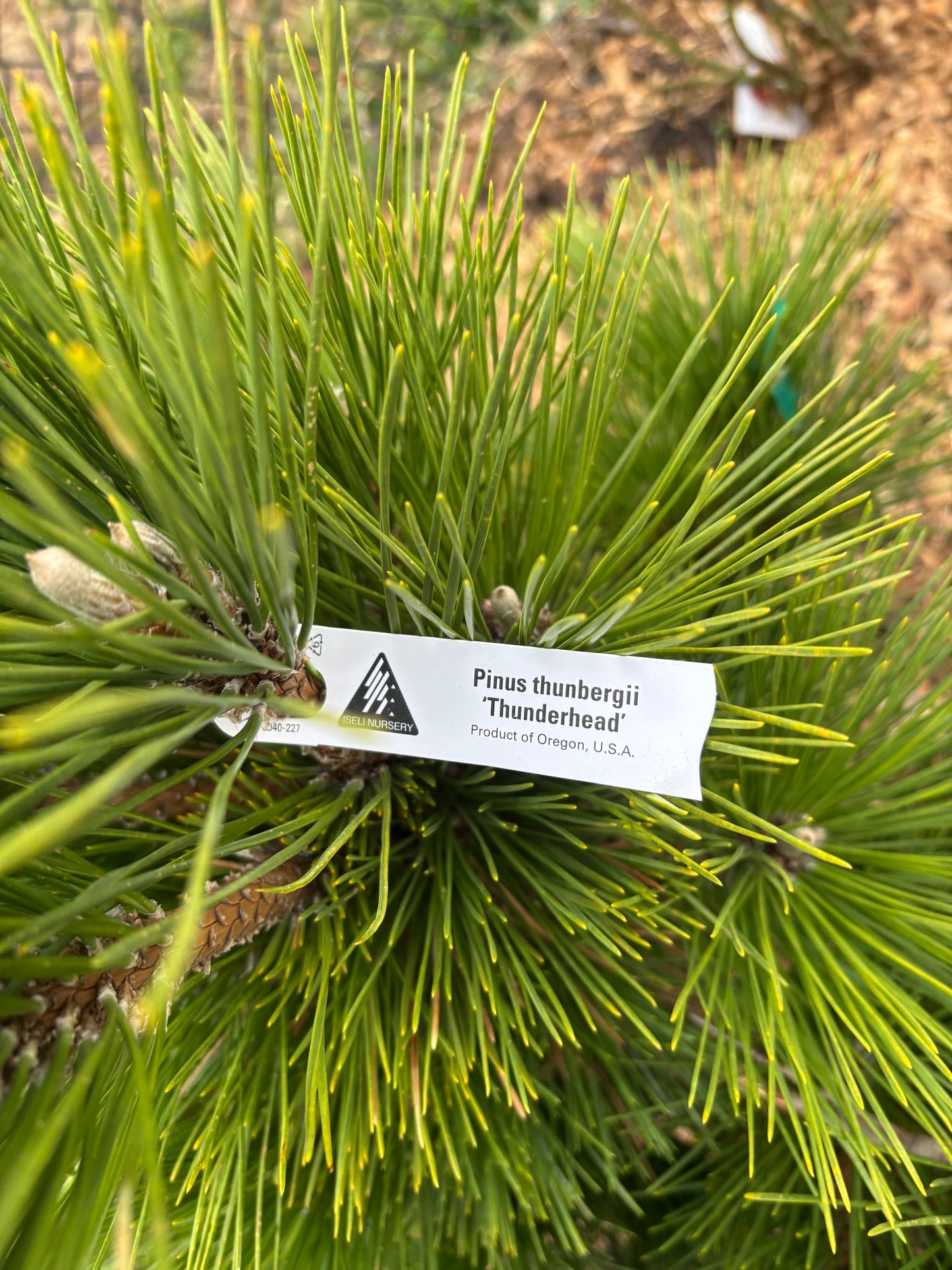 Pinus thunbergii ‘Thunderhead’